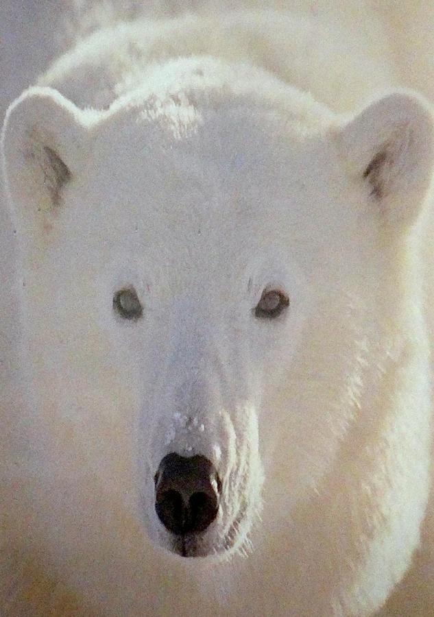 مبيت وإفطار بور سان موريس L'Ours Qui Reve المظهر الخارجي الصورة